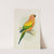 Sun Parrakeet, or Yellow Conure (1884-1887) by Alexander Francis Lydon