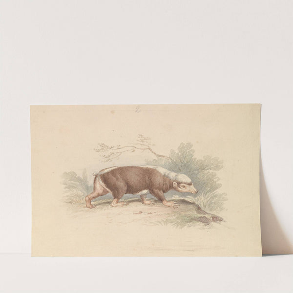Sunda Stink Badger (1837) by Charles Hamilton Smith