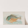Sunfish (1889) by Allen & Ginter