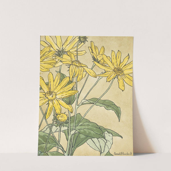 Sunflowers (possibly Jerusalem Artichoke) by Hannah Borger Overbeck