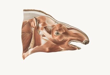Superficial facial muscles of a Tapir