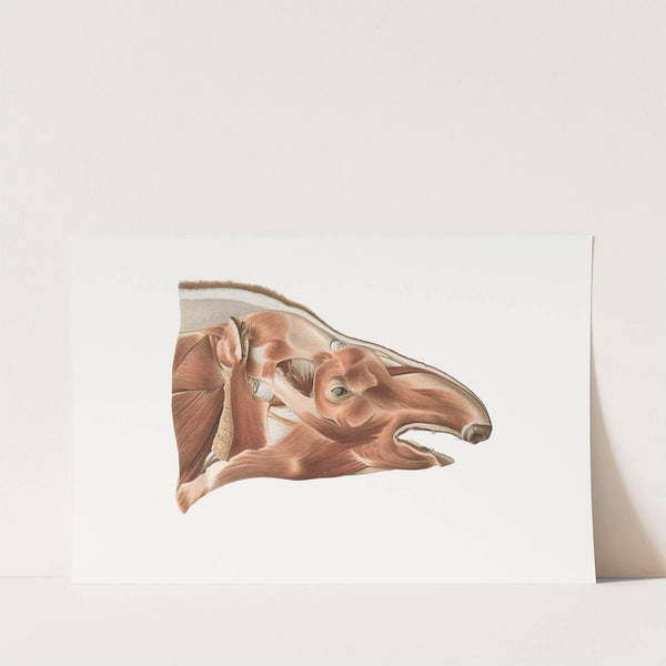 Superficial facial muscles of a Tapir by Johan Erik Vesti Boas