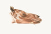 Superficial facial muscles of Dromedary