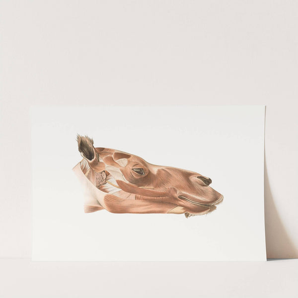 Superficial facial muscles of Dromedary by Johan Erik Vesti Boas