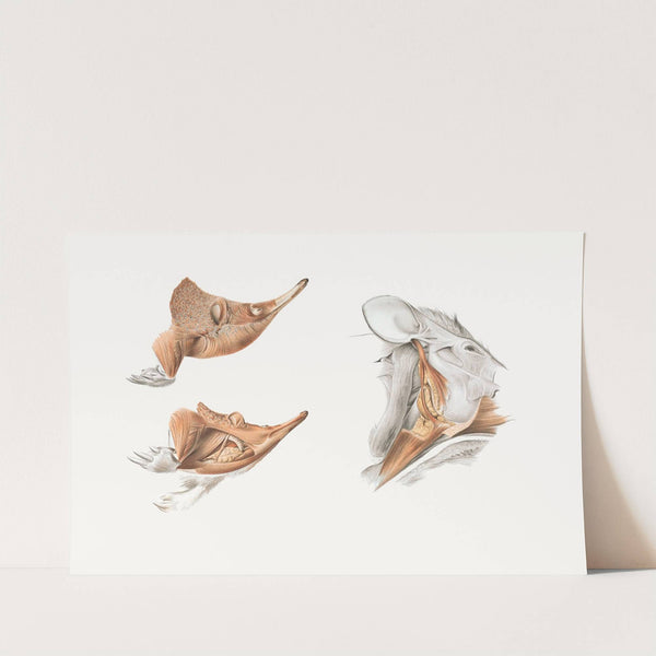 Superficial facial muscles of Echidna by Johan Erik Vesti Boas