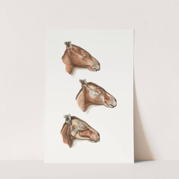 Superficial facial muscles of Halmalurus by Johan Erik Vesti Boas