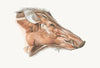 Superficial facial muscles of Wild Boar