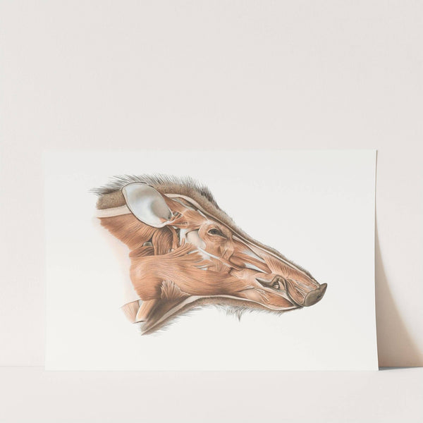 Superficial facial muscles of Wild Boar by Johan Erik Vesti Boas