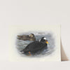 Surf Scoter by Archibald Thorburn