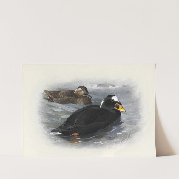 Surf Scoter by Archibald Thorburn