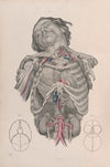 Surgical anatomy Pl.01 (1856)