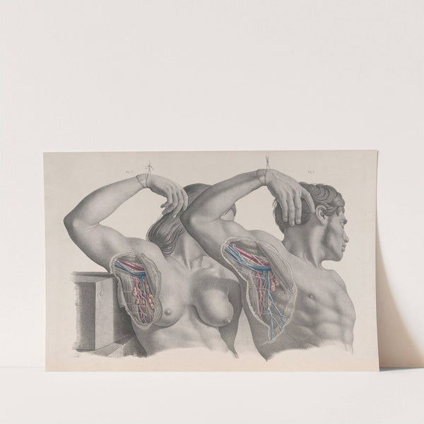 Surgical anatomy Pl.10 (1856) by Joseph Maclise