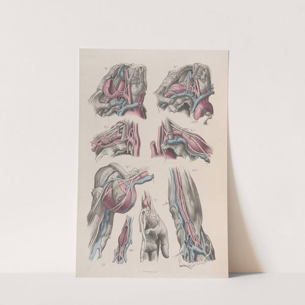 Surgical anatomy Pl.18 (1856) by Joseph Maclise