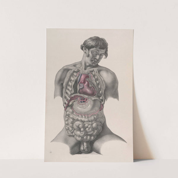 Surgical anatomy Pl.22 (1856) by Joseph Maclise