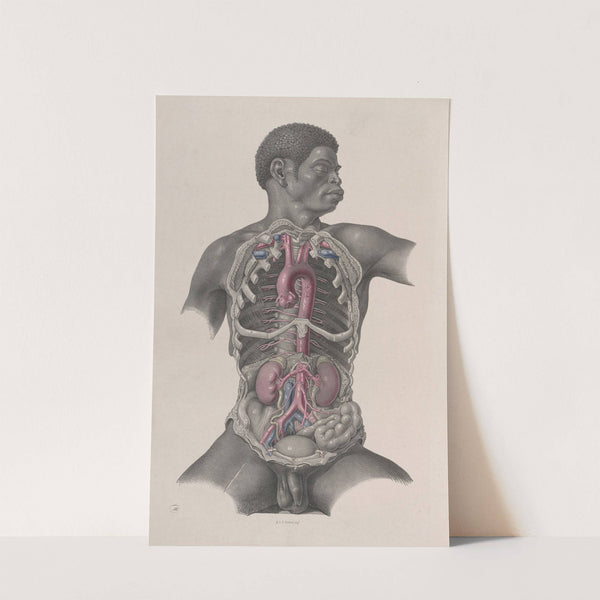 Surgical anatomy Pl.24 (1856) by Joseph Maclise