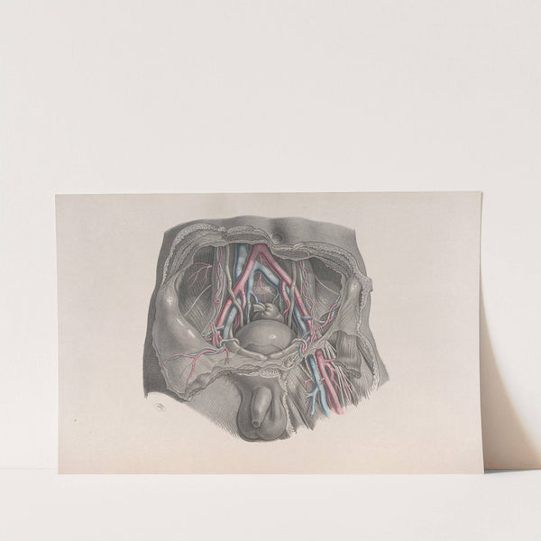 Surgical anatomy Pl.39 (1856) by Joseph Maclise