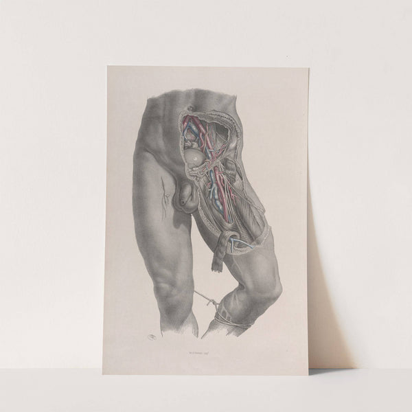 Surgical anatomy Pl.48 (1856) by Joseph Maclise