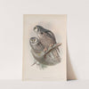 Surnia funerea. Hawk Owl. (1862-1873) by John Gould