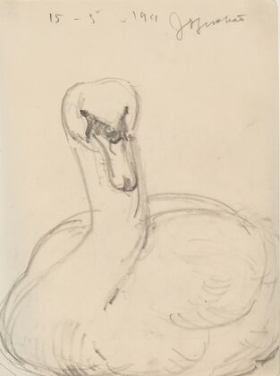 Svane