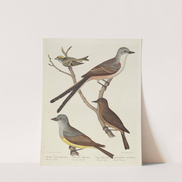 Swallow-tailed Flycatcher, Arkansas Flycatcher, Say’s Flycatcher, and Female Golden-crested Wren by Alexander Lawson