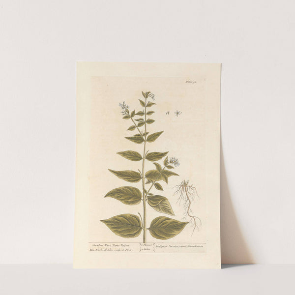 Swallow wort, tame poison by Elizabeth Blackwell