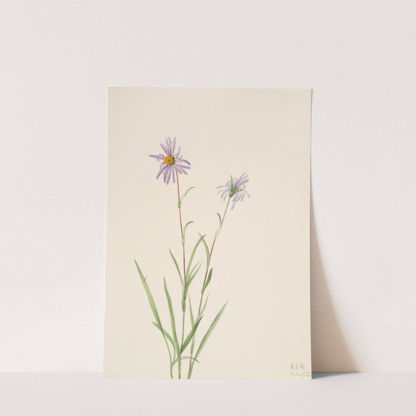 Swamp Aster (Aster paludosus) (1922) by Mary Vaux Walcott