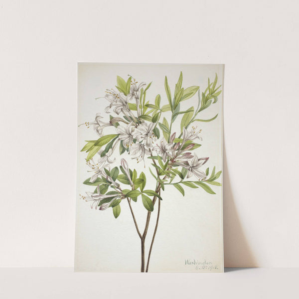 Swamp Azalea (Azalea viscosa) (1918) by Mary Vaux Walcott