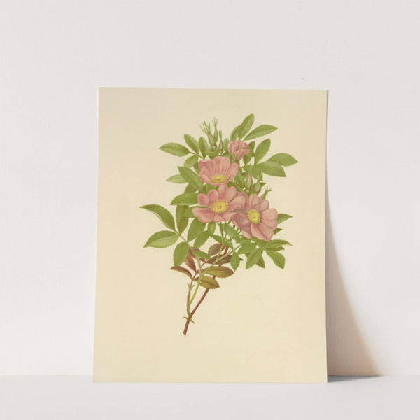 Swamp Rose (1887) by Isaac Sprague