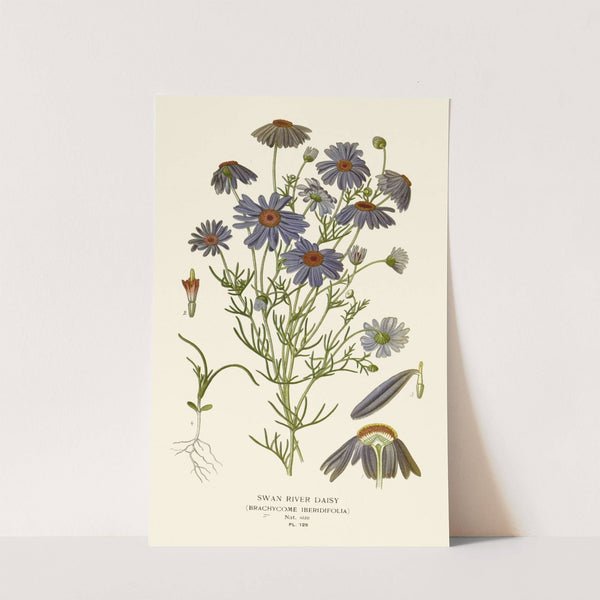 Swan River Daisy (1896-1897) by Edward Step