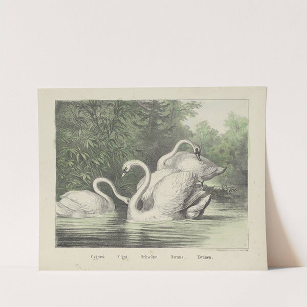 Swans (1829-1880) by Joseph Scholz