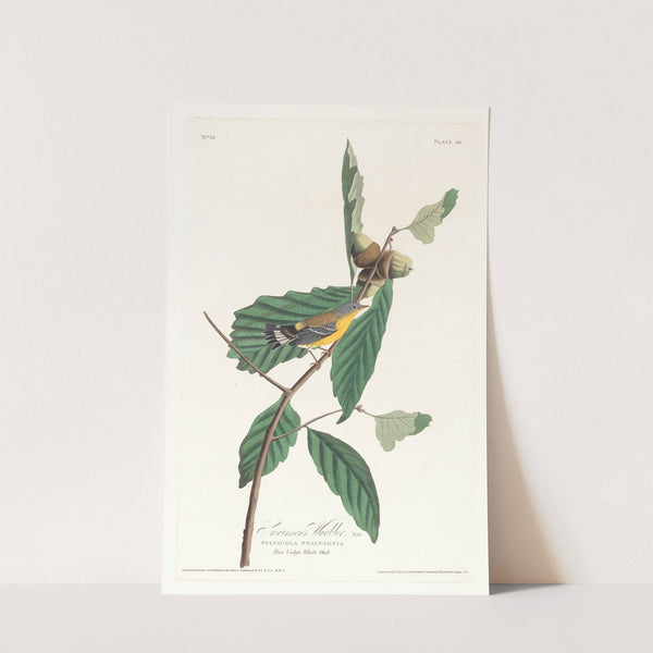 Swanson's warbler by John James Audubon