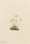 Sweet Androsace (Androsace carinata) (1916)