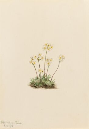 Sweet Androsace (Androsace carinata) (1916)