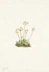 Curly Clematis (Clematis crispa) (1925)