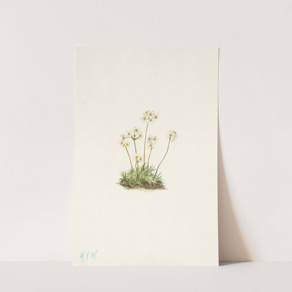 Sweet Androsace. Androsace carinata (1925) by Mary Vaux Walcott