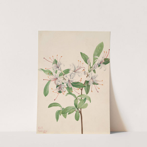 Sweet Azalea (Azalea arborescens) (1921) by Mary Vaux Walcott