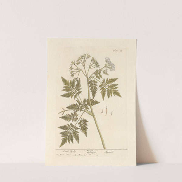 Sweet cicely by Elizabeth Blackwell