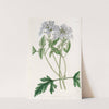 Sweet Lilac Vervain (1815-1819) by Sydenham Edwards