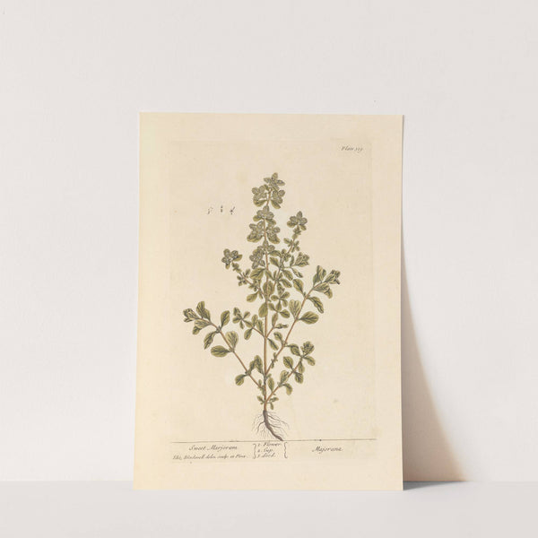 Sweet marjoram by Elizabeth Blackwell