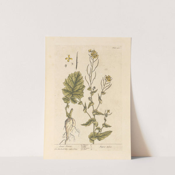 Sweet navew by Elizabeth Blackwell