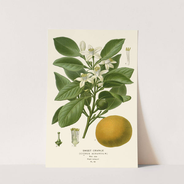 Sweet Orange (1896-1897) by Edward Step