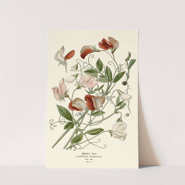 Sweet Pea (1896-1897) by Edward Step