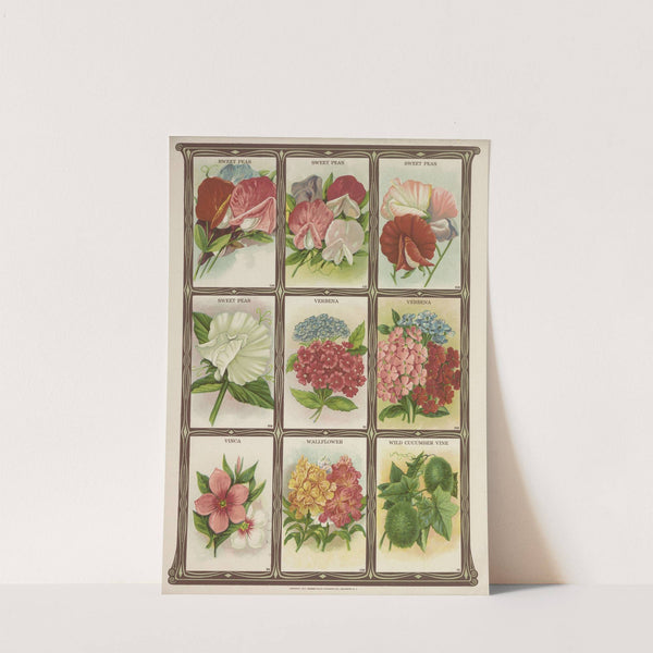 Sweet Peas, Verbena, Vinca, Wallflower…. (1921) by Genesee Valley Lithograph Co.