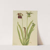 Sweet Pitcherplant (Sarracenia rubra) (1920) by Mary Vaux Walcott