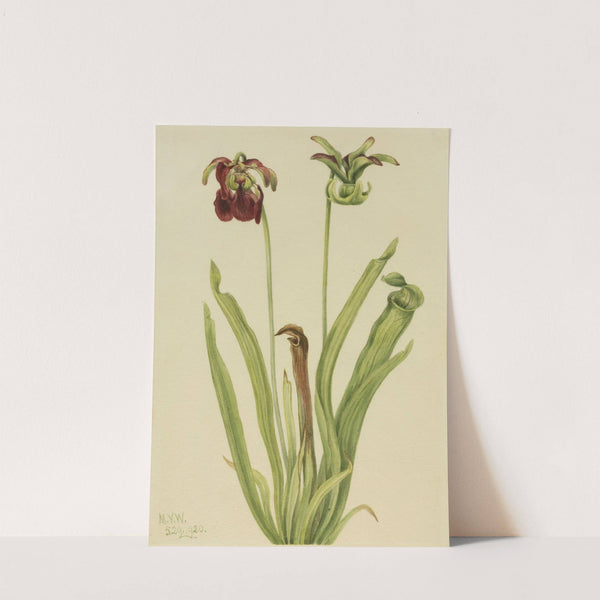 Sweet Pitcherplant (Sarracenia rubra) (1920) by Mary Vaux Walcott