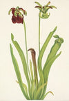 Meadow Fleabane (Erigeron speciosus) (1920)