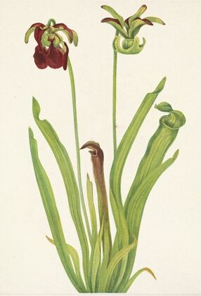 Meadow Fleabane (Erigeron speciosus) (1920)