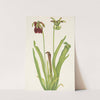 Sweet Pitcherplant. Sarracenia rubra (1925) by Mary Vaux Walcott