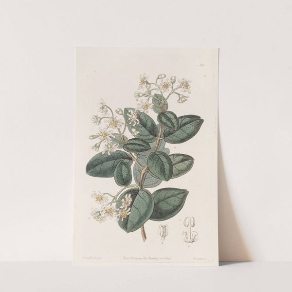 Sweet-scented Boldu by Sydenham Edwards