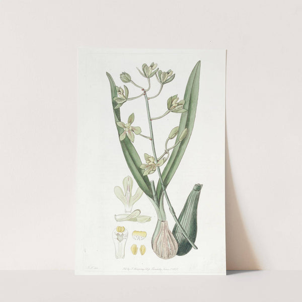Sweet-scented Epidendrum by Sydenham Edwards